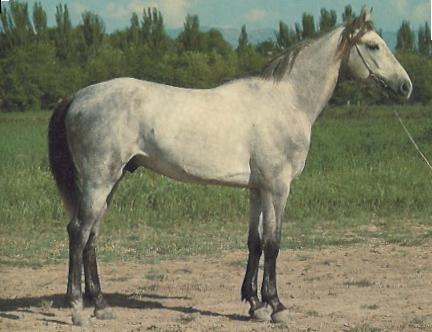 Lokai Horse